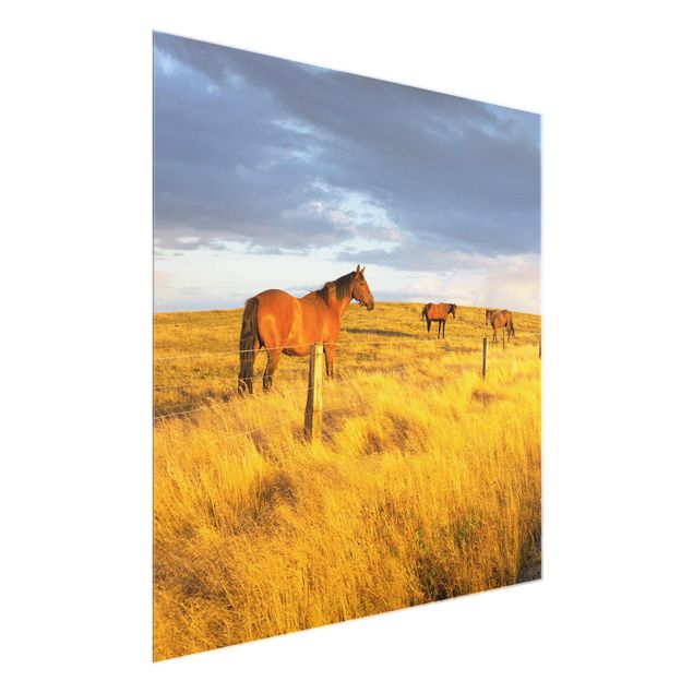 Quadri in vetro con animali Strada di campo e cavallo nel sole della sera