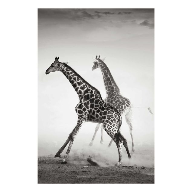 Quadri Giraffe a caccia