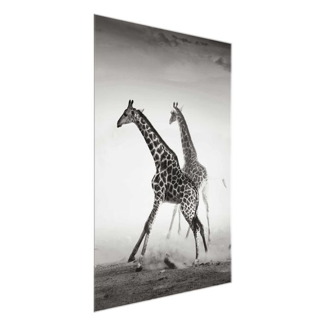 Quadri in vetro con animali Giraffe a caccia