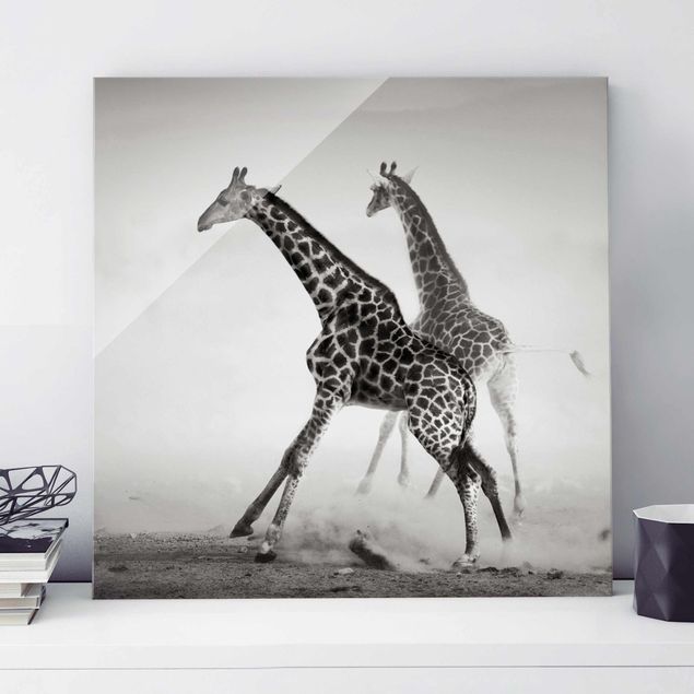 Quadro giraffa Giraffe a caccia