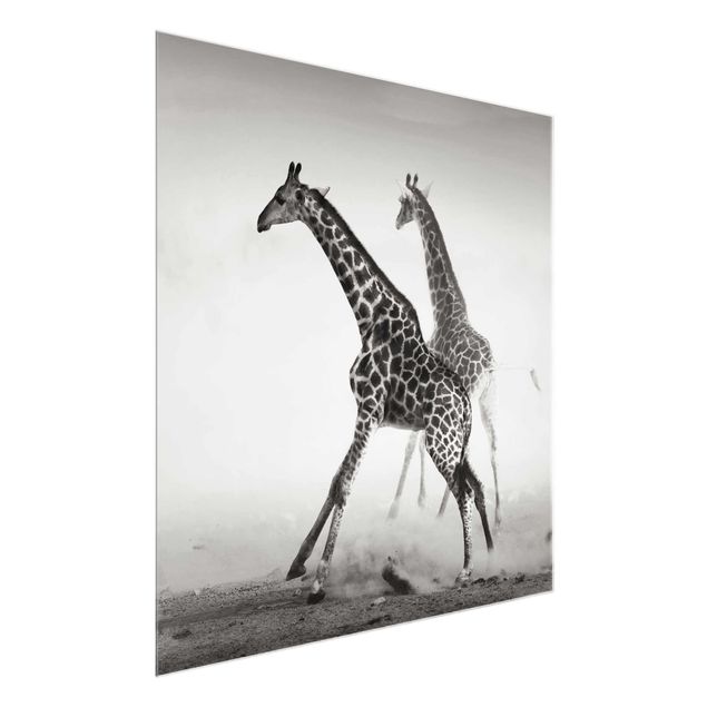 Quadri in vetro con animali Giraffe a caccia