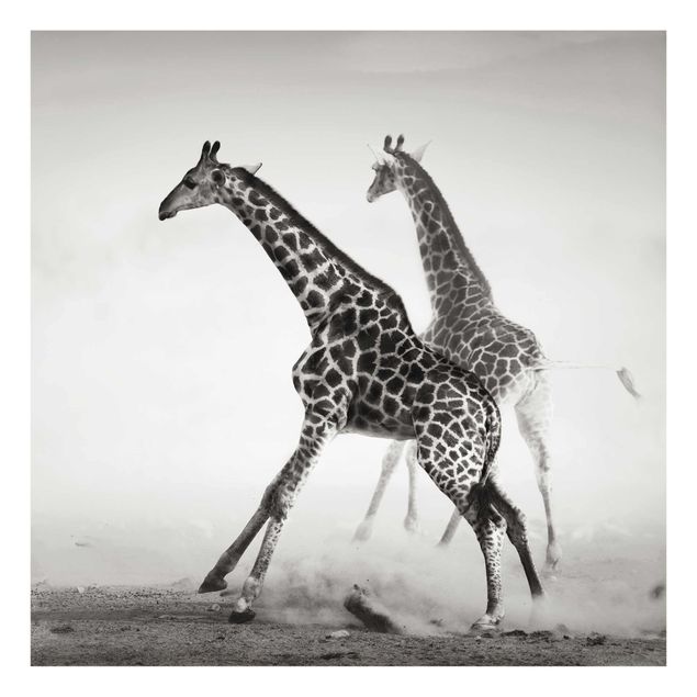 Stampe Giraffe a caccia