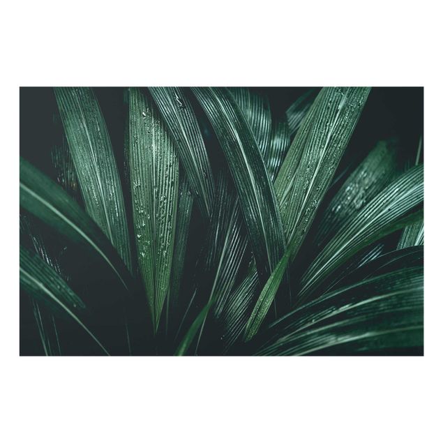 Stampe Foglie di palma verde