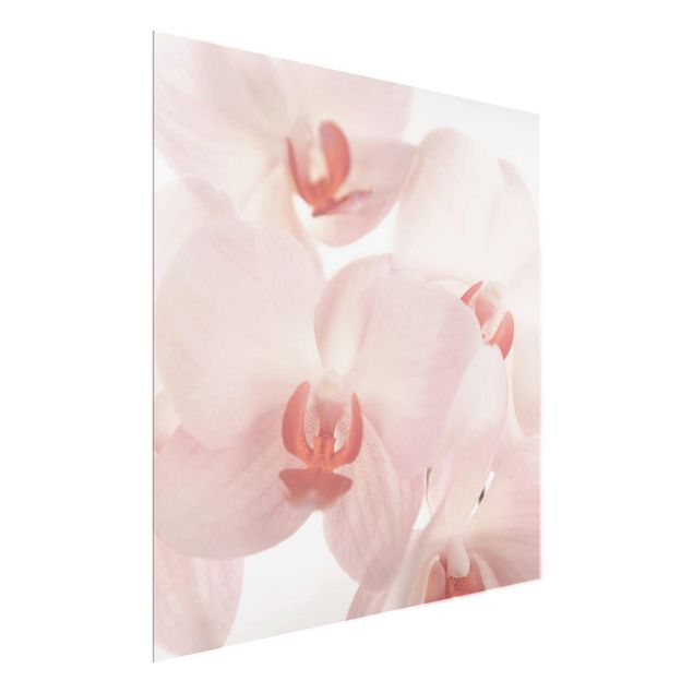 Quadri moderni per arredamento Carta da parati luminosa con fiori di orchidea - Svelte Orchidee