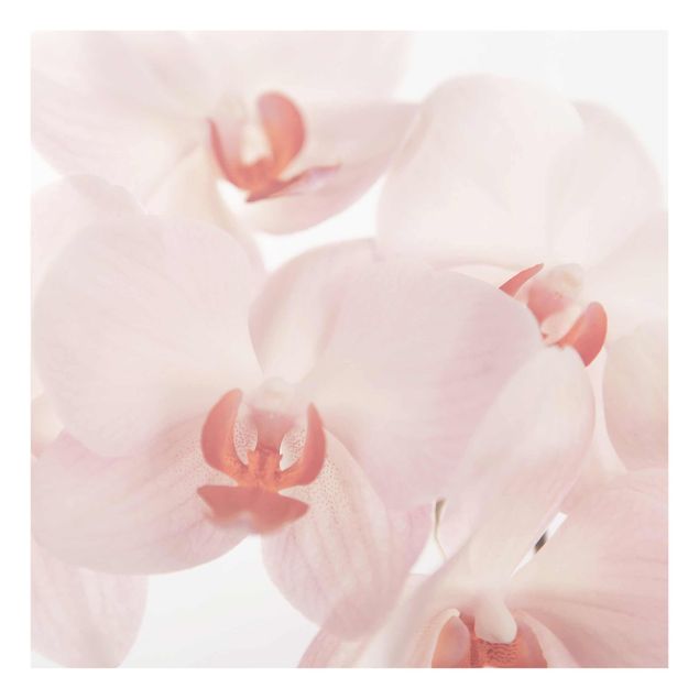Quadri di fiori Carta da parati luminosa con fiori di orchidea - Svelte Orchidee