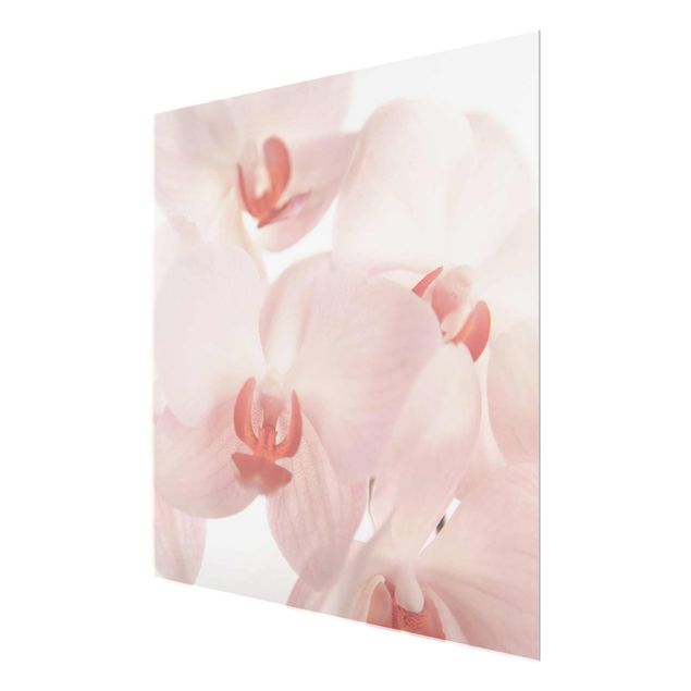 Quadri stampe Carta da parati luminosa con fiori di orchidea - Svelte Orchidee