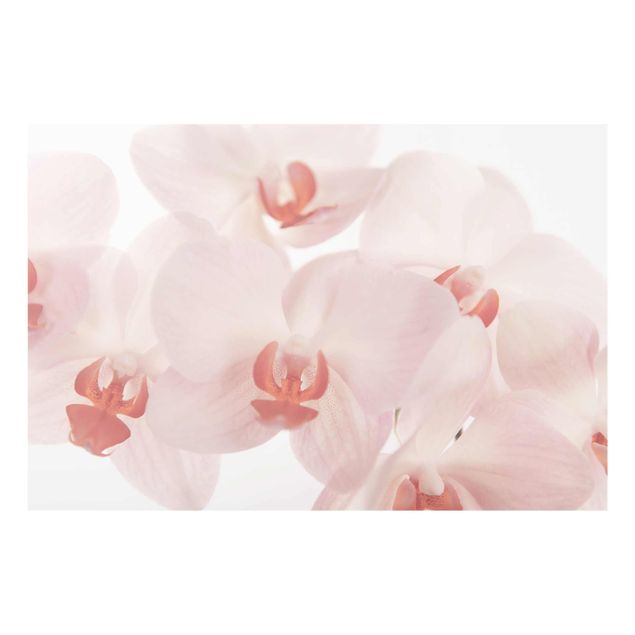 Quadri con fiori Carta da parati luminosa con fiori di orchidea - Svelte Orchidee