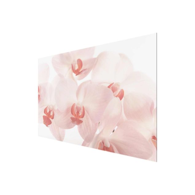 Stampe Carta da parati luminosa con fiori di orchidea - Svelte Orchidee
