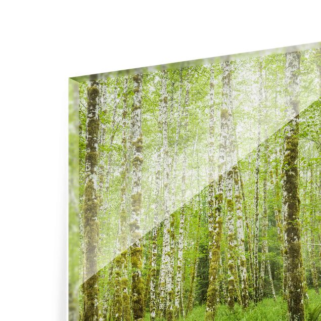 Quadri Rainer Mirau Foresta pluviale di Hoh Parco nazionale olimpico