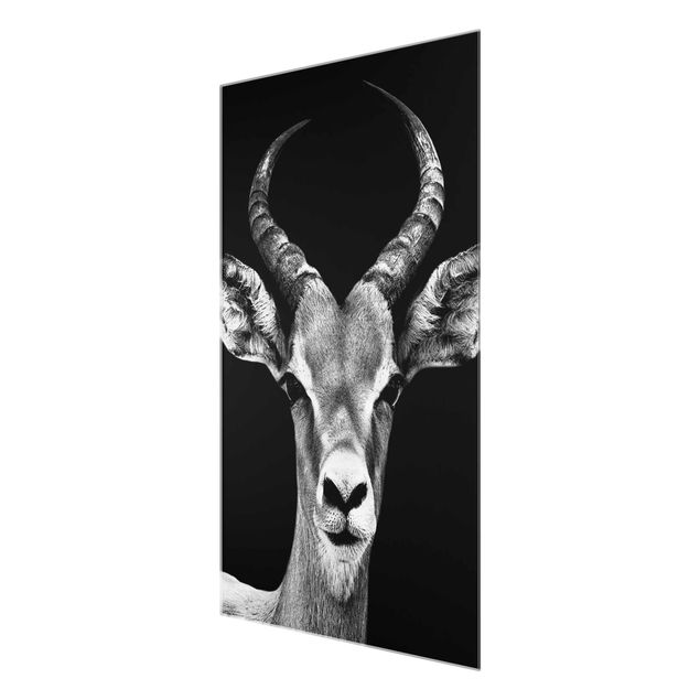 Magnettafel Glas Antilope Impala bianco e nero