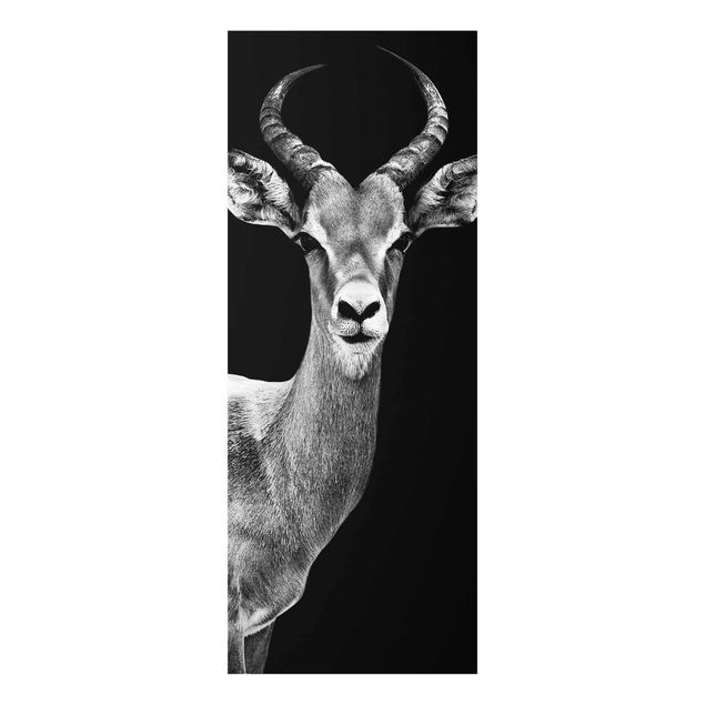 Quadri Antilope Impala bianco e nero