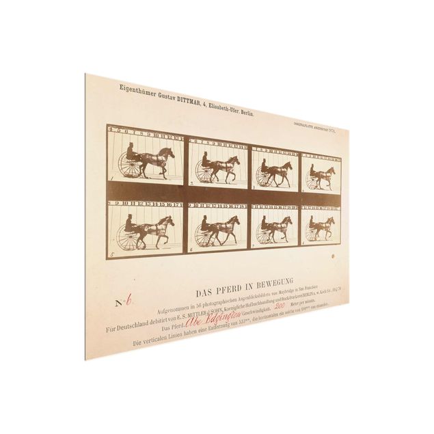 Quadri in vetro riproduzioni Eadweard Muybridge - Il cavallo in movimento