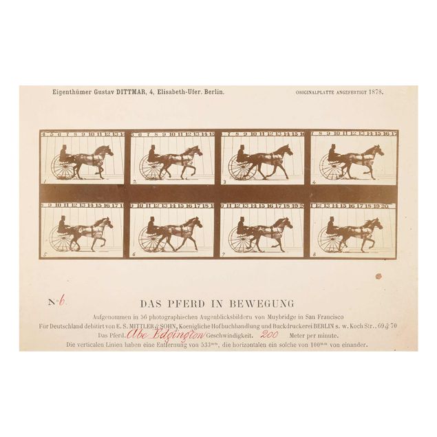 Quadri in vetro con animali Eadweard Muybridge - Il cavallo in movimento