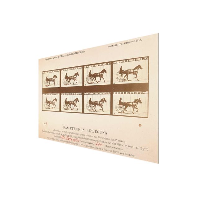 Quadri moderni per arredamento Eadweard Muybridge - Il cavallo in movimento