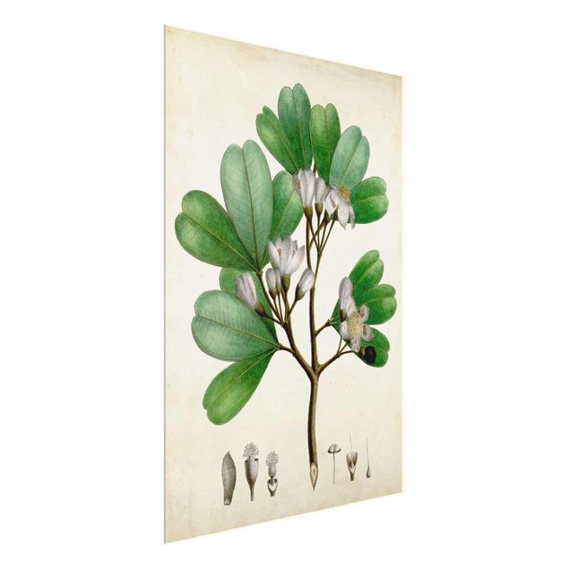 Quadri verdi Poster con piante caducifoglie III