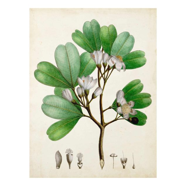 Stampe Poster con piante caducifoglie III