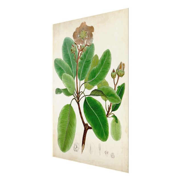 Magnettafel Glas Poster con piante caducifoglie VI