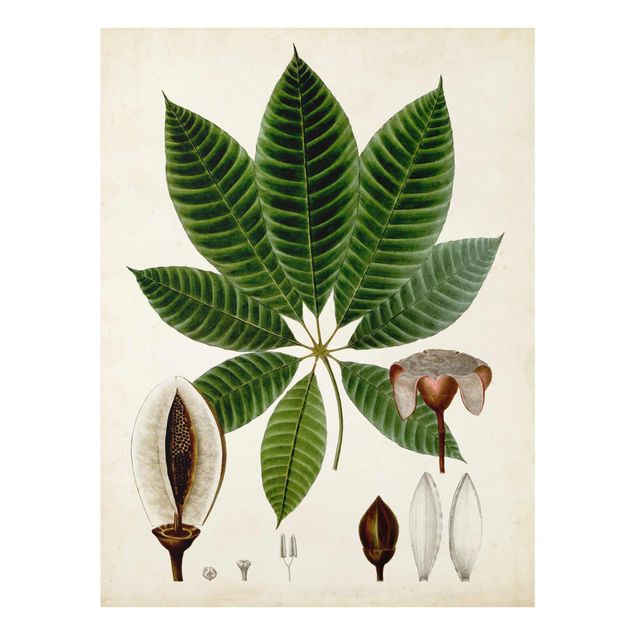 Stampe Poster con piante caducifoglie VII