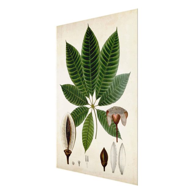 Glas Magnettafel Poster con piante caducifoglie VII