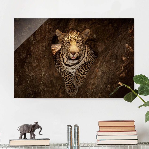 Quadri Africa Leopardo che riposa su un albero