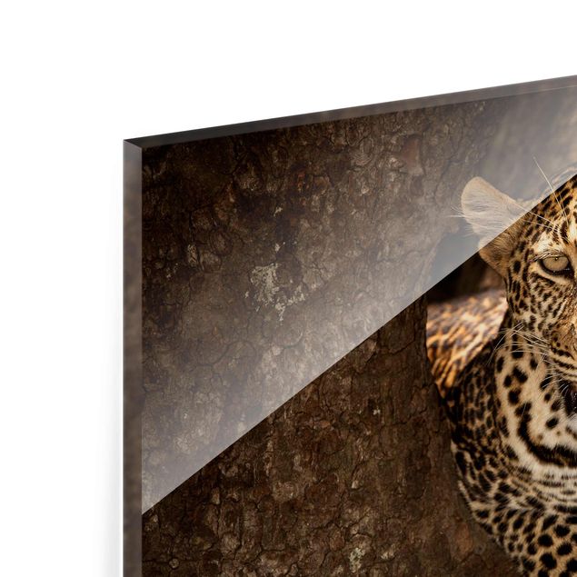 Glas Magnetboard Leopardo che riposa su un albero