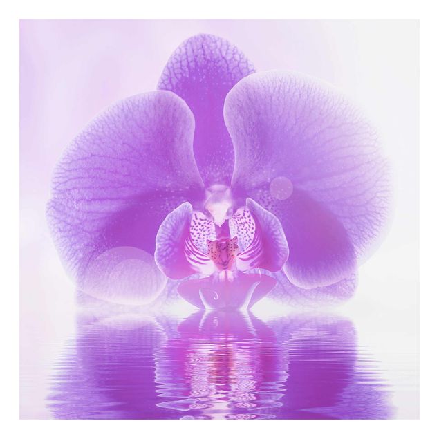 Quadri fiori Orchidea viola sull'acqua