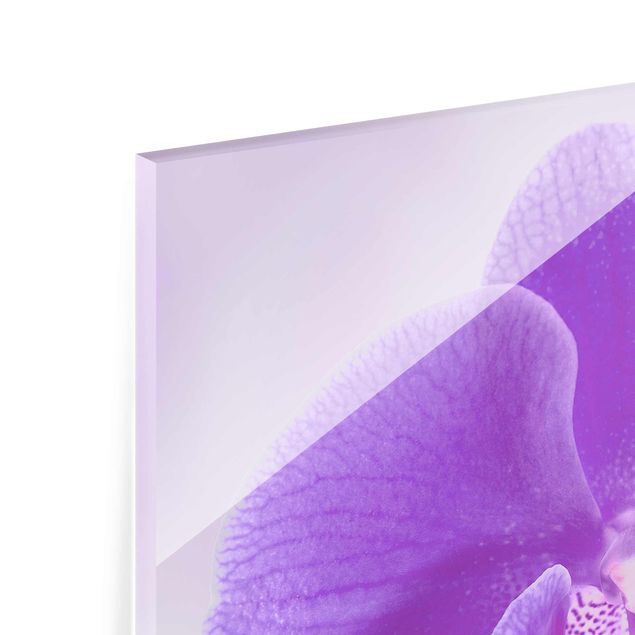 Magnettafel Glas Orchidea viola sull'acqua