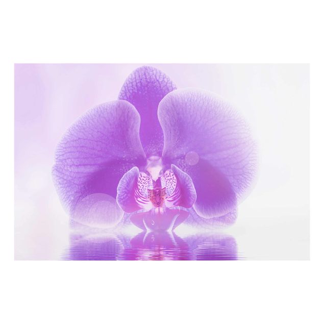 Quadri con fiori Orchidea viola sull'acqua