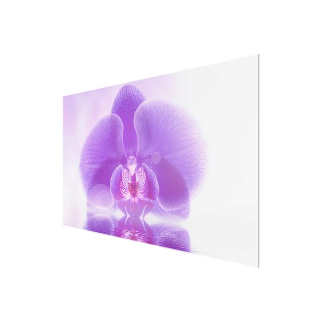 Stampe Orchidea viola sull'acqua
