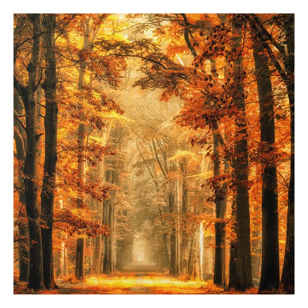 Quadri sulla natura Foresta incantata in autunno