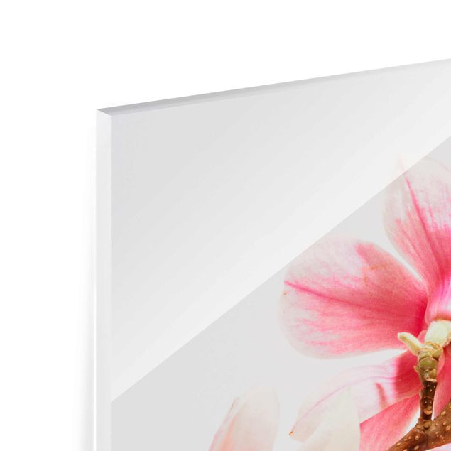 Quadro in vetro - Magnolia Blossoms - Quadrato 1:1