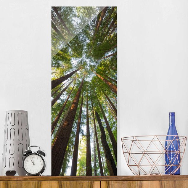 Quadro in vetro - Sequoia treetops - Pannello