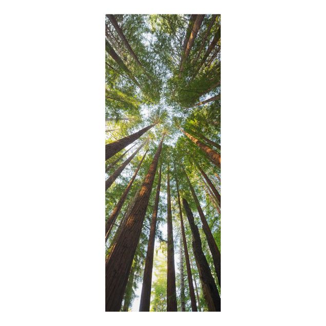 Quadri in vetro con paesaggio Cime di Sequoia