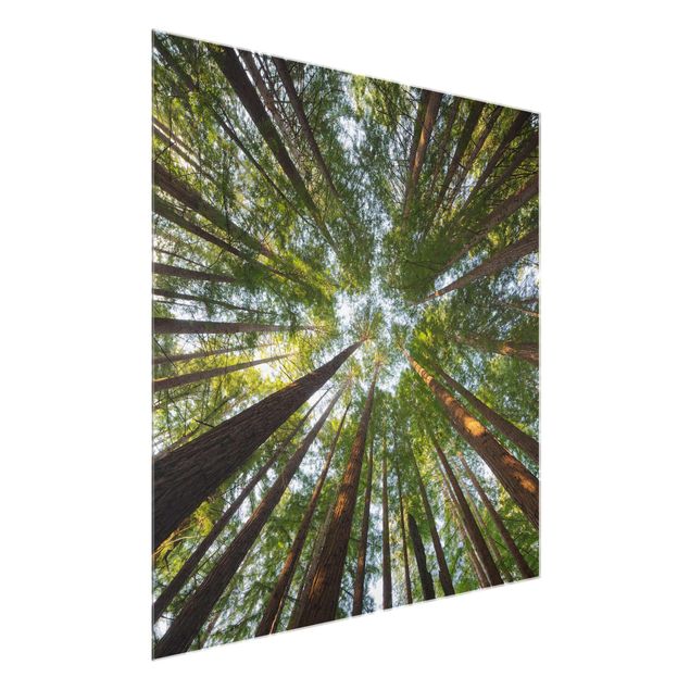 Quadri tridimensionali Cime di Sequoia