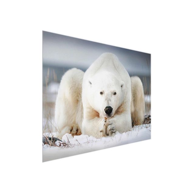 Quadri animali Orso polare contemplativo