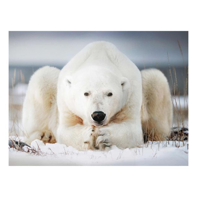 Stampe Orso polare contemplativo