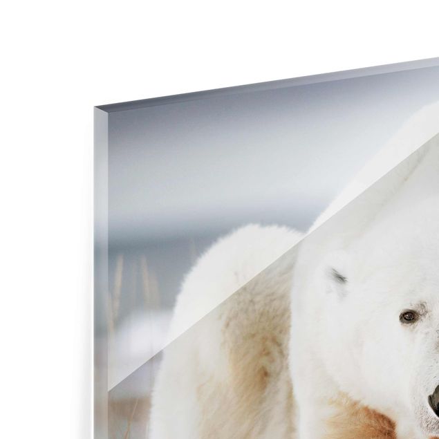Quadro in vetro - Orso polare contemplativa - Large 3:4