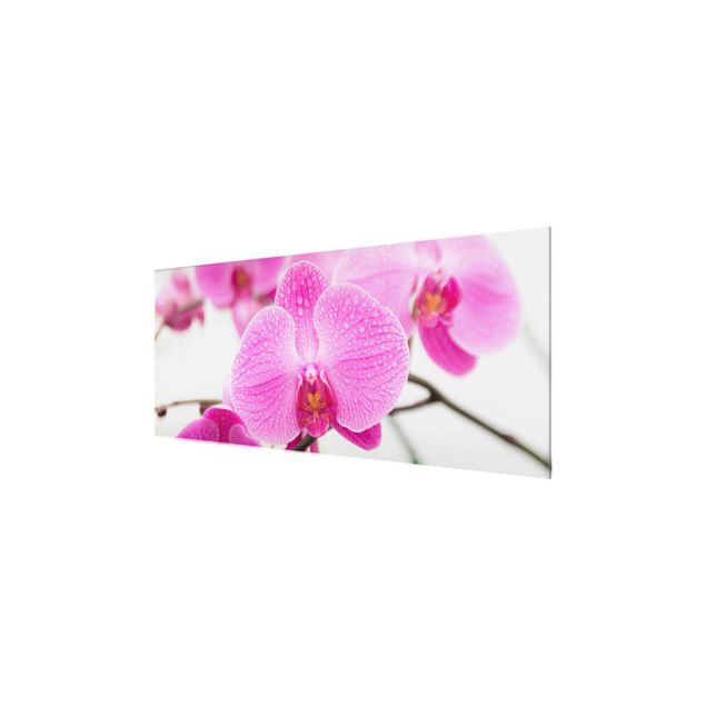 Stampe Orchidea ravvicinata
