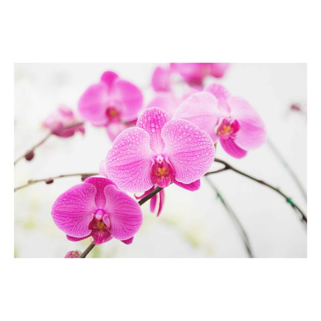 Quadri fiori Orchidea ravvicinata