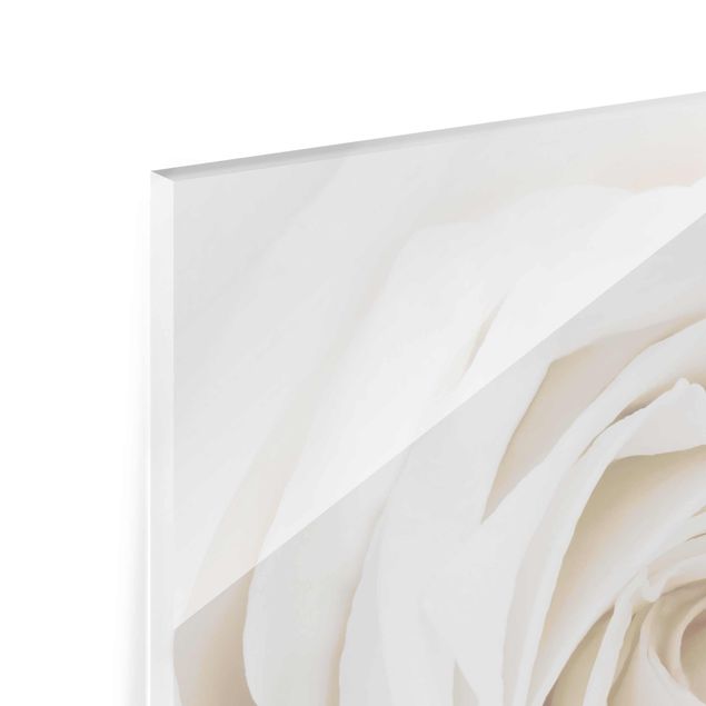 Quadro in vetro - Pretty White Rose - Quadrato 1:1