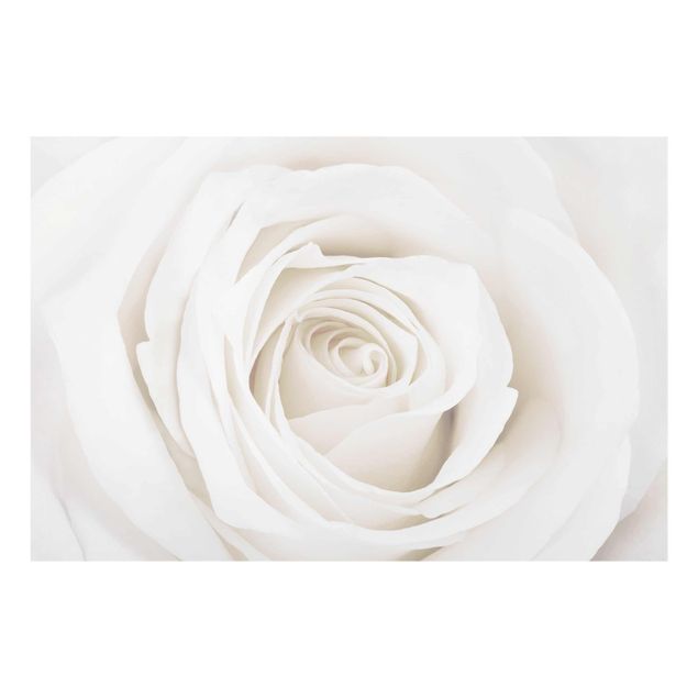Quadri Bella rosa bianca