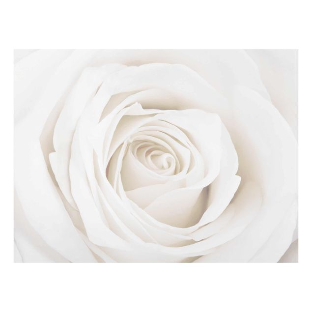 Quadri Bella rosa bianca