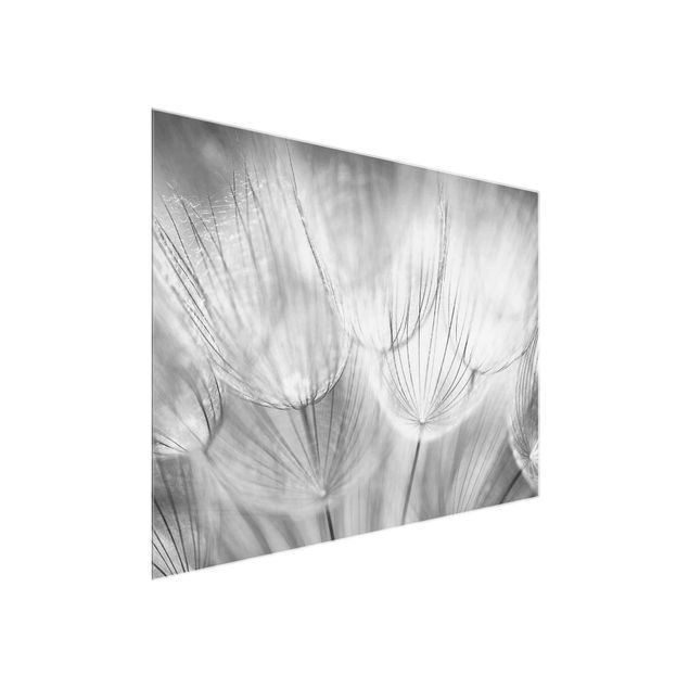 Quadri moderni per arredamento Dandelions macro shot in black and white