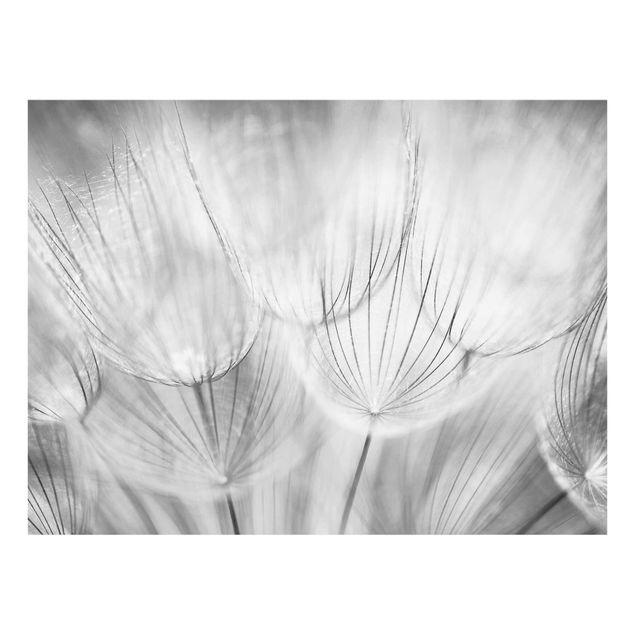 Stampe Dandelions macro shot in black and white