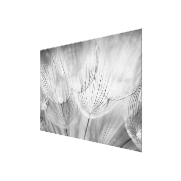 Glas Magnetboard Dandelions macro shot in black and white