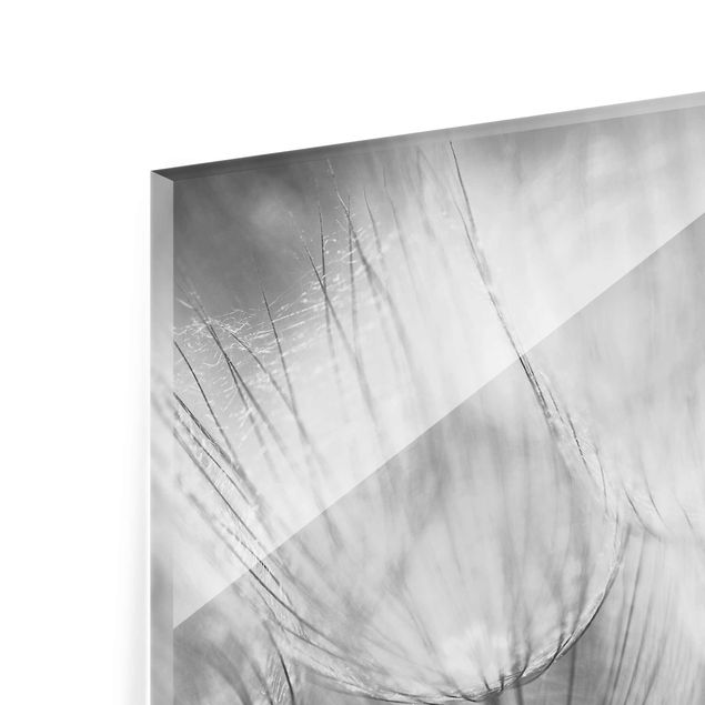 Quadro in vetro - Dandelions macro shot in black and white - Quadrato 1:1