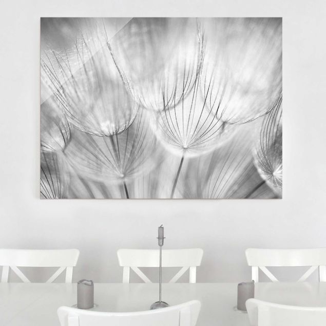 Quadri in vetro con soffioni Dandelions macro shot in black and white
