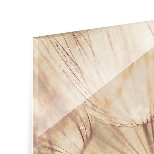 Quadro in vetro - Dandelions close-up in sepia tones homely - Panoramico