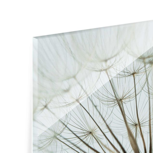 Quadro in vetro - Beautiful dandelion macro shot - Orizzontale 3:2