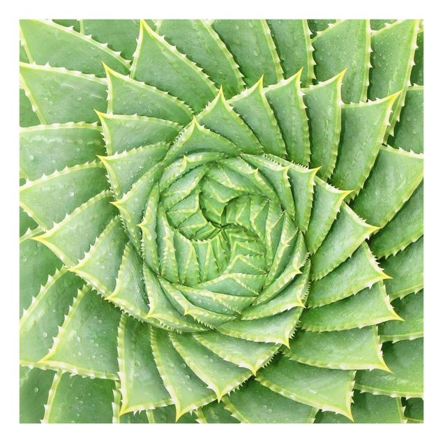 Quadri stampe Aloe a spirale